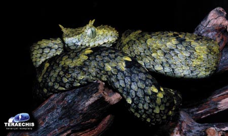Atheris ceratophora - stromově žijící horská zmije z Tanzánie v Africe. Její chov v zajetí není jednoduchý. Odchovy jsou vzácné.