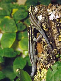Mal a snadno chovateln druh dennho gekona z Tanznie - Lygodactylus kimhowelli