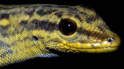 Lygodactylus luteopicturatus - denn druh gekona z Tanznie...