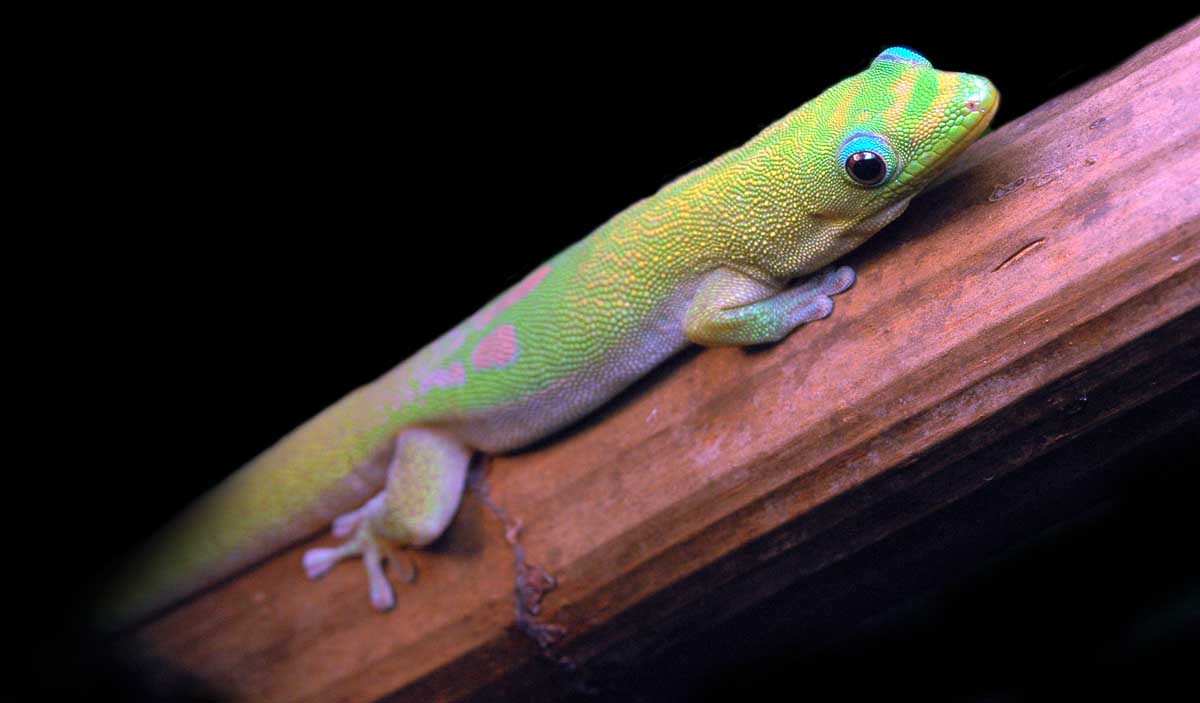 Phelsuma laticauda