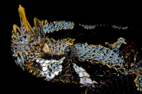 Zmije nosoroh� (Bitis nasicornis), z oblasti Ituri v severov�chodn� ��sti Demokratick� republiky Konga pat�� mezi nejkr�sn�j�� jedovat� hady sv�ta a mezi nejcenn�j�� chovance v ter�ri� v zahrani�� i u n�s. Pat�� pouze do chov� zku�en�ch chovatel� jedovat�ch had�.