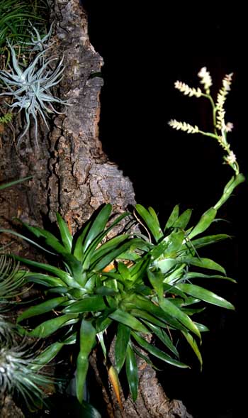 Catopsis morreniana a tillandsie na korkov borce uvnit paludria...