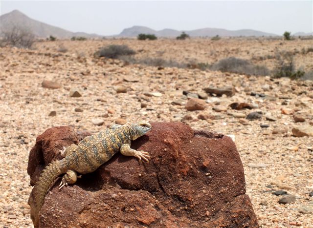 Endemick� druh trnorepa (Agamidae) Som�lska. Na fotografii ve voln� p��rod� je samice tohoto trnorepa nesouc� jm�no po jeho objeviteli - Uromastyx macfadyeni. Tento druh trnorepa m��ete vid�t poze v Som�lsku.