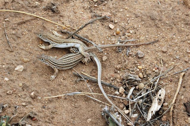 http://www.teraechis.cz/images/Teraechis/Tunisia/A canthodactylus%20boskianus_copulation_Chambi%20NP% 20(2).JPG