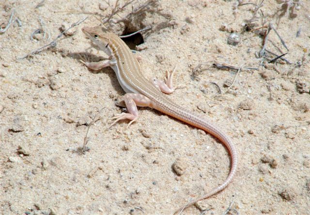 [http://www.teraechis.cz/images/Teraechis/Tunisia/A canthodactylus%20boskianus_near%20Hazoua%20(2).JPG ]