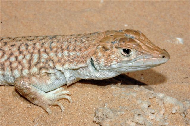 [http://www.teraechis.cz/images/Teraechis/Tunisia/A canthodactylus_dumerili_near%20Douz%20(2).JPG]