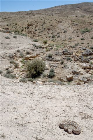 [http://www.teraechis.cz/images/Teraechis/Tunisia/C erastes%20cerastes%20in%20habitat_Tamerza%20(2).JP G]