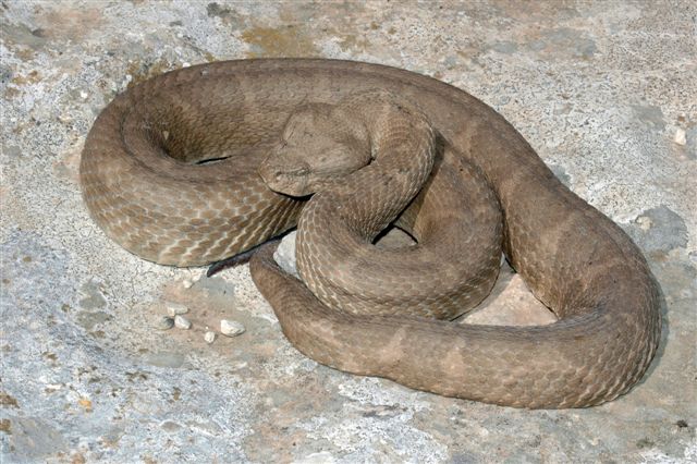 [http://www.teraechis.cz/images/Teraechis/Tunisia/M acrovipera_deserti%20(2).JPG]