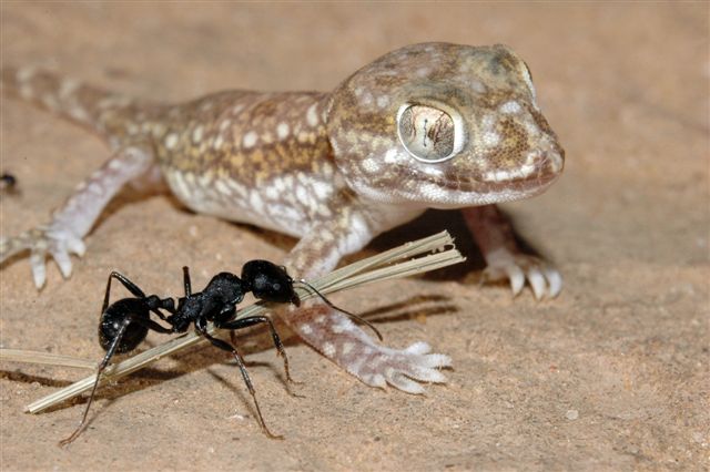 [http://www.teraechis.cz/images/Teraechis/Tunisia/S   tenodactylus%20stenurus_Bou%20Hedam%20(2).JPG]