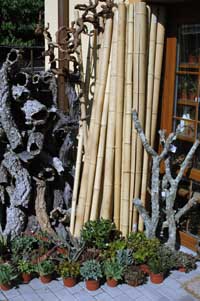 Bambusy a sukulentn rostliny...